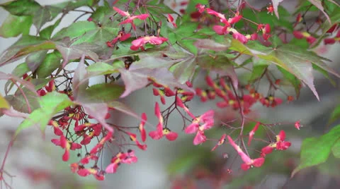 Maple seeds ct. Stock-Footage 26319493