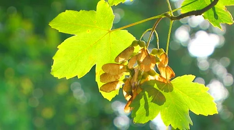 Maple seeds Video stock 854829