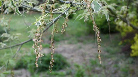 Maple seeds Video stock 107256556