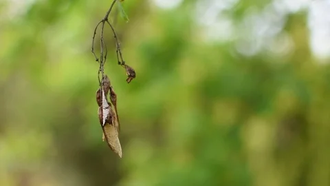 Maple seeds Video stock 107256684