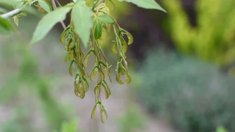 Maple seeds 스톡 동영상 107256735