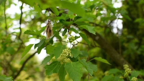 Maple seeds Video stock 107256736