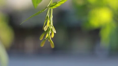 Maple seeds Stock Footage 129871412