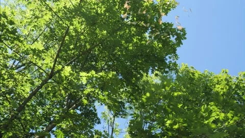 Maple Seeds Helicopters falling from a tree Video stock 136365519
