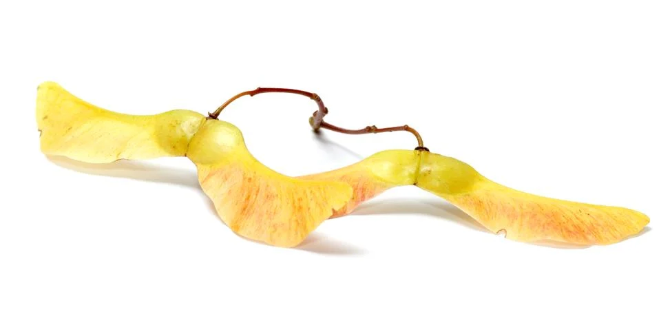 Maple seeds. Stock Photos