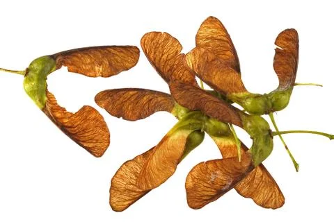 Maple seeds. Stock Photos