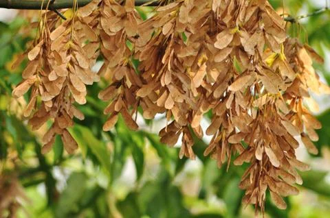 Maple seeds Stock Photos
