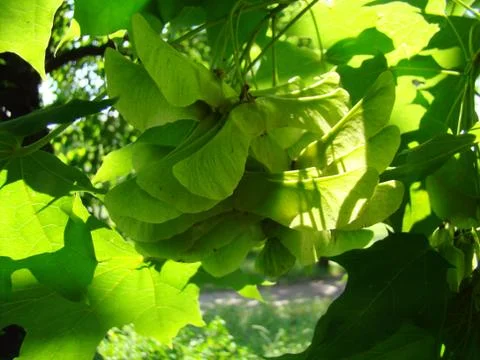 Maple seeds Stock Photos