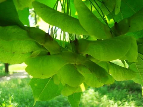 Maple seeds Stock Photos