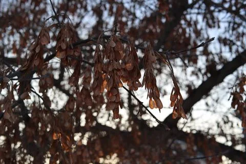 Maple seeds Stock Photos