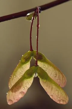 Maple seeds in rain Stock-Fotos