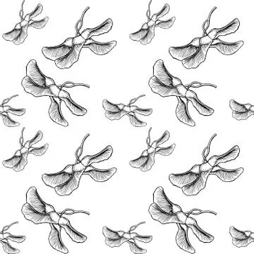 Maple Seeds seamless pattern - hand drawn with ink, black on white illustration Stock Photos