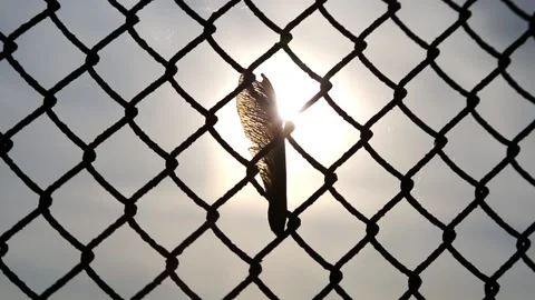 Maple seeds stuck in the grid Stock Footage 91207034