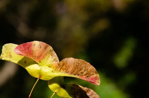Maple seeds surface texture on blurred green background. Stock Photos
