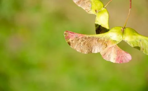Maple seeds surface texture on blurred green background. Stock Photos