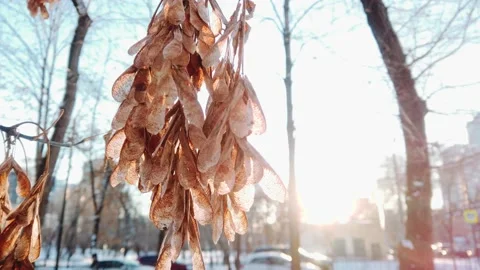 Maple seeds sway in the winter wind Stock Footage 146893628