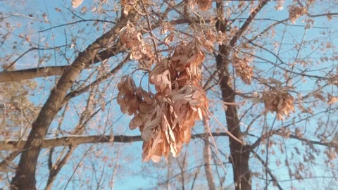 Maple seeds sway in the winter wind 스톡 동영상 146893630