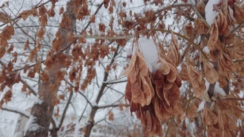 Maple seeds sway in the winter wind Stock Footage 166539290