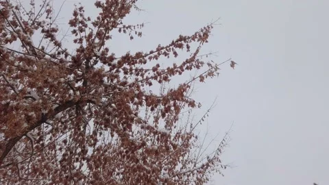 Maple seeds sway in the winter wind Stock Footage 166539295