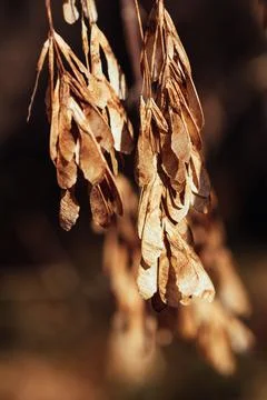 Maple seeds on a tree in the autumn forest Stock Photos