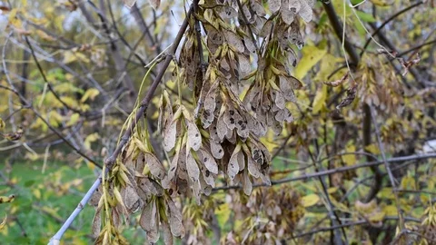 Maple seeds on a tree in the fall outdoors Video stock 102927234