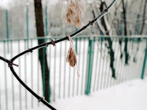 Maple seeds on a tree in the snow Stock Photos