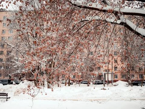 Maple seeds on a tree in the snow Foto stock