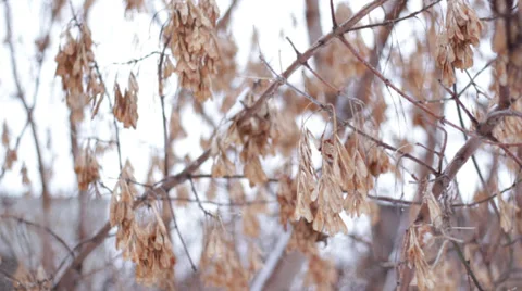 Maple seeds under snowfall Stock Footage 36225102