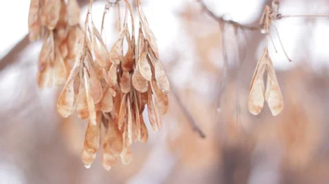 Maple seeds under snowfall macro Stock Footage 36224291