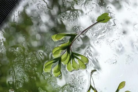 Maple seeds on wet windshield,  looking through window Foto stock