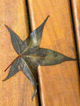 Maple sheet looking like a star Fotos de archivo