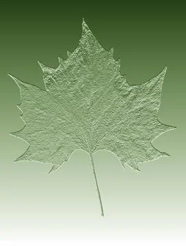 Maple single leaf on a green background close-up Foto stock