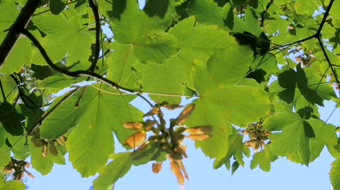 Maple skyline Video stock 854878
