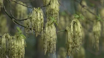 Maple species close-up Stock Footage 85557034