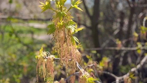 Maple sprout in spring Stock Footage 153285896