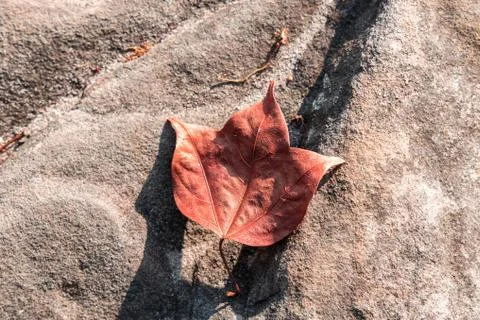 Maple on stone in the summer forest. Stock Photos