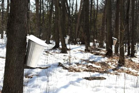 Maple sugar bush Stock Photos