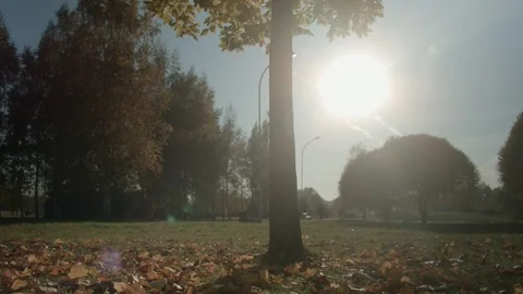 Maple, Sun and Sky Stock Footage 96745990