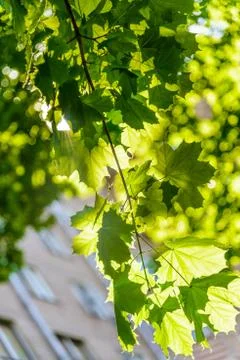 Maple in the sun Foto stock