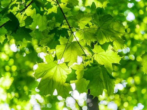 Maple in the sun Fotos Stock