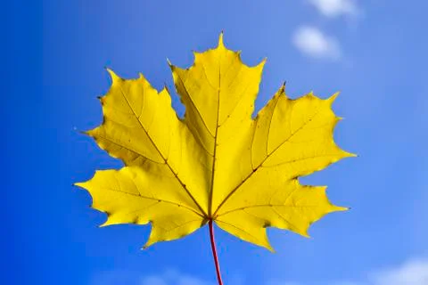 Maple sun Stock Photos