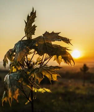 Maple at sunrise in backlight. Stock Photos