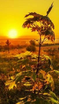 Maple at sunrise Stock Photos