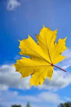 Maple sunshine Stock Photos