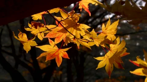 Maple swaying in the late autumn wind Stock Footage 145312962
