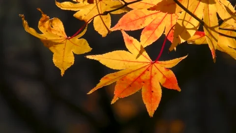 Maple swaying in the late autumn wind Video stock 145312965