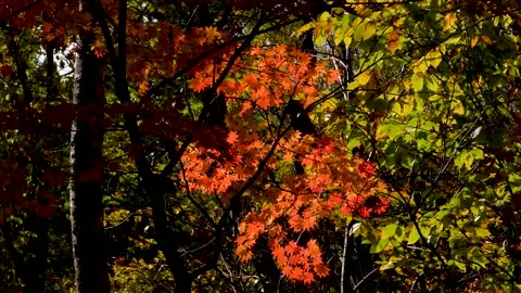 Maple swaying red Stock Footage 145176240