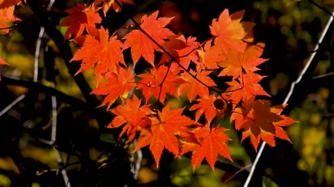 Maple swaying red in the mountains Stock Footage 145176239
