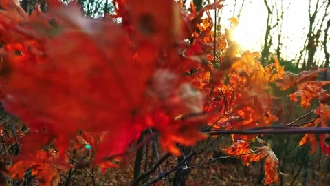 Maple swaying in the wind Stock Footage 154148359