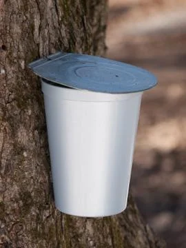 Maple syrup bucket on tree close-up Stock Photos